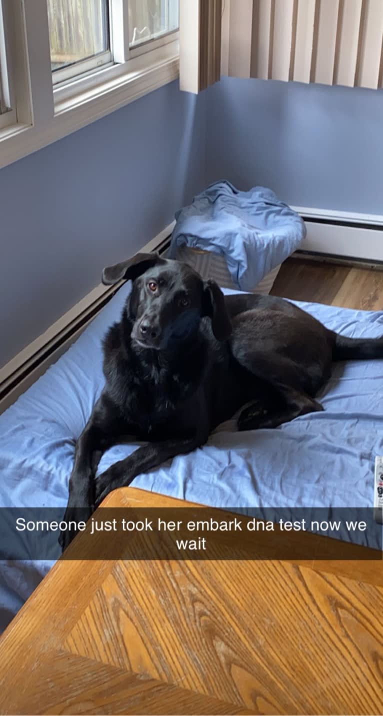 Daisy, a German Shepherd Dog and Labrador Retriever mix tested with EmbarkVet.com