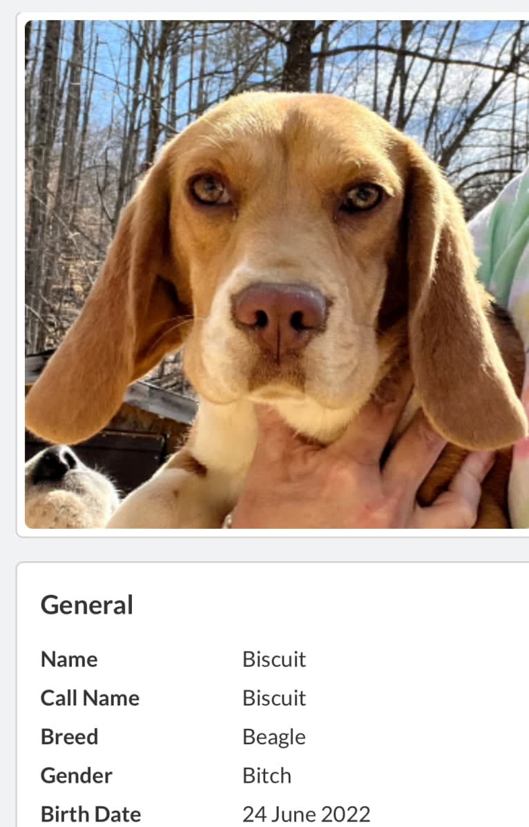 Biscuit, a Beagle tested with EmbarkVet.com