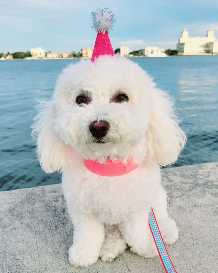 Lulu Diamond, a Bichonpoo tested with EmbarkVet.com