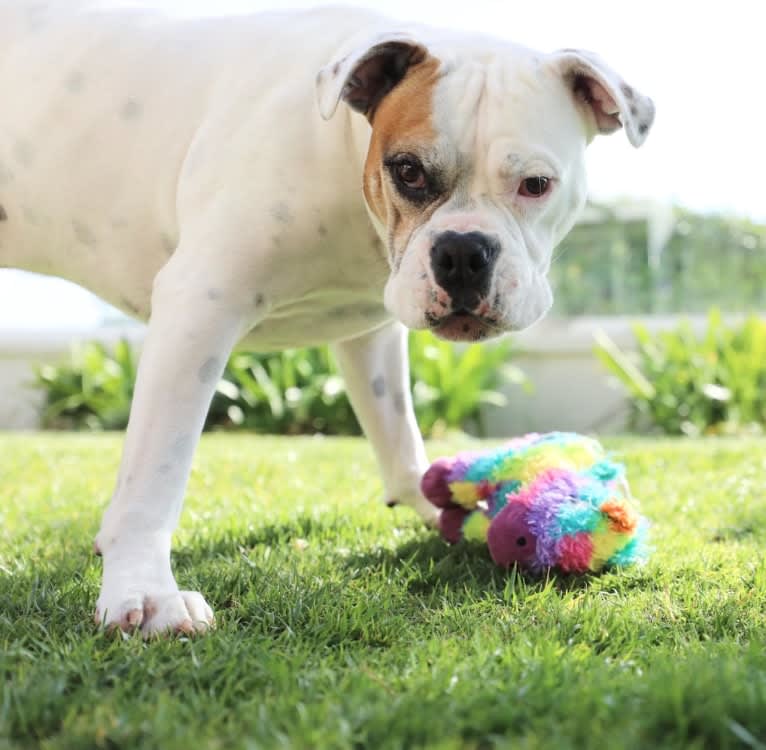 Kobe, a Bulldog and American Pit Bull Terrier mix tested with EmbarkVet.com