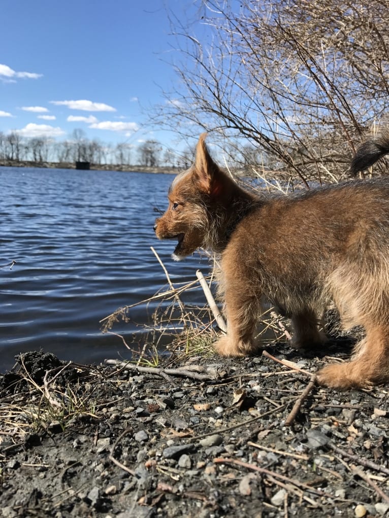 Scrappy, a Silky Terrier and Pomeranian mix tested with EmbarkVet.com