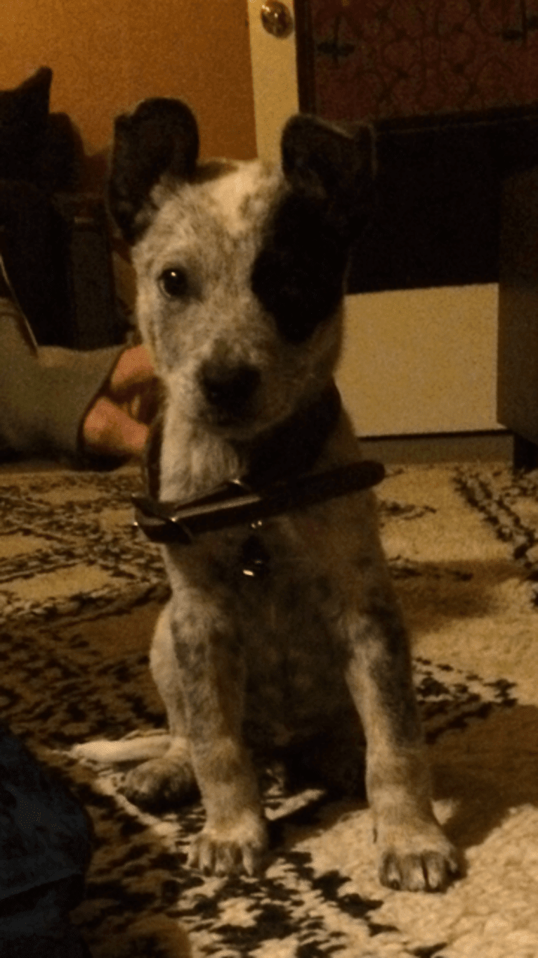 Prozac, an Australian Cattle Dog tested with EmbarkVet.com