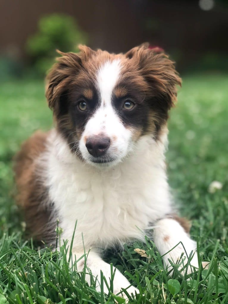 Finnie, an Australian Shepherd tested with EmbarkVet.com