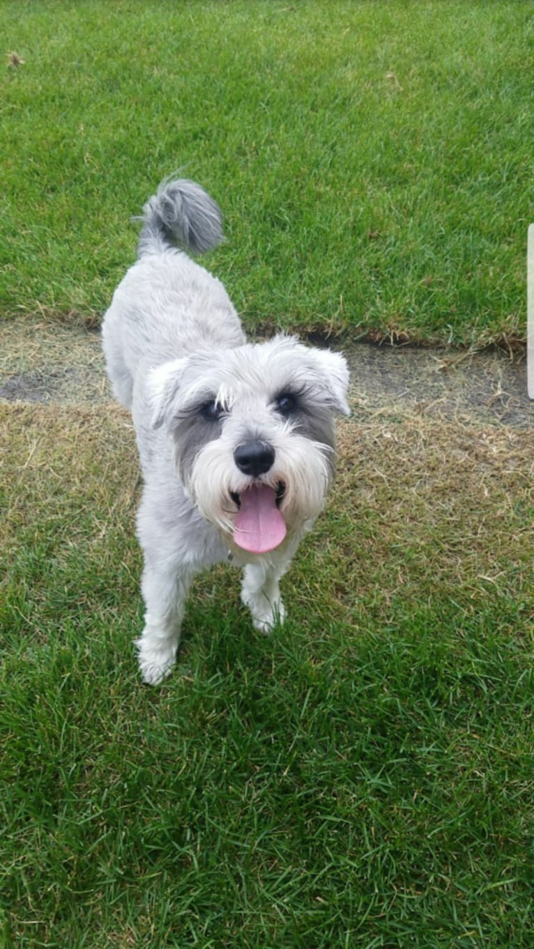 Schatzie, a Miniature Schnauzer tested with EmbarkVet.com