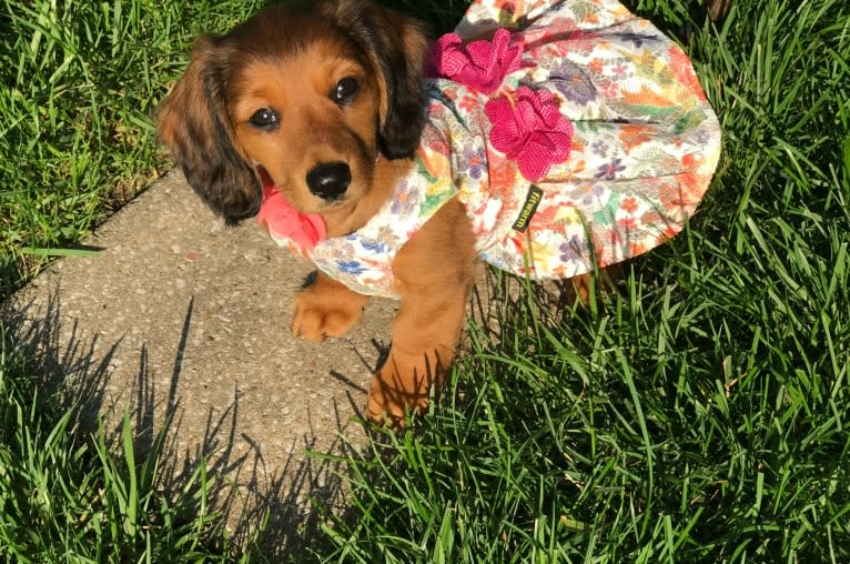 Hattie, a Dachshund (4.3% unresolved) tested with EmbarkVet.com