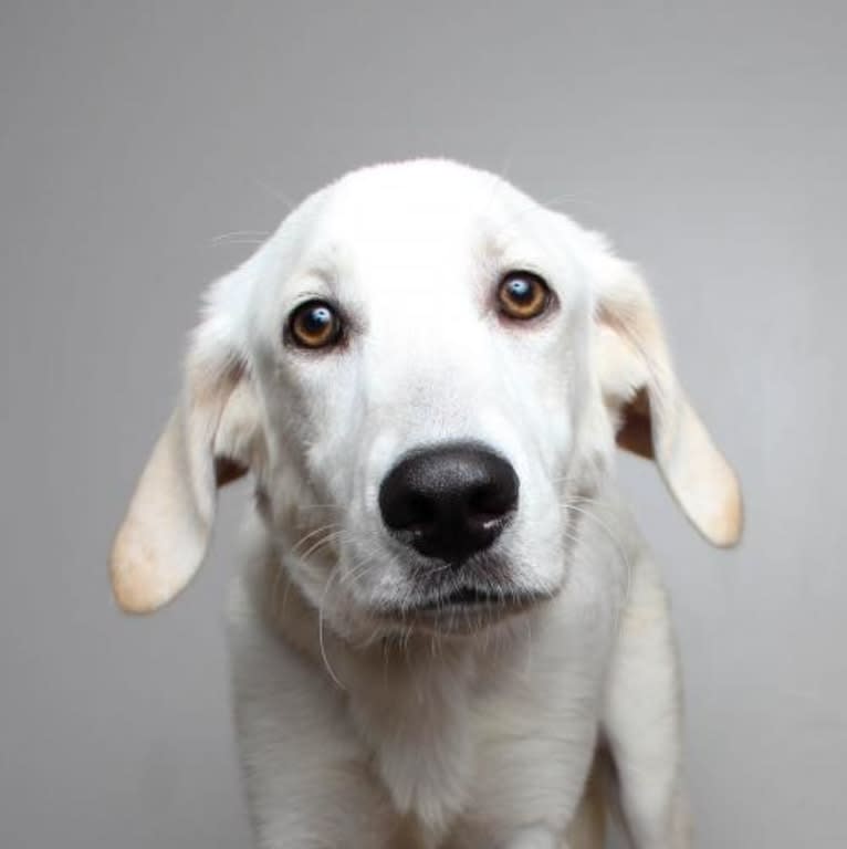 Ky, an Australian Shepherd and Golden Retriever mix tested with EmbarkVet.com