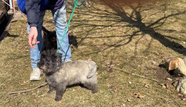 Cooper, a Cairn Terrier tested with EmbarkVet.com