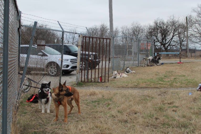 KHs His Reign Has Just Begun “Kaiser” TKE DS HDS, a German Shepherd Dog and Dutch Shepherd mix tested with EmbarkVet.com