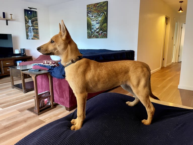 Roo, a Carolina Dog tested with EmbarkVet.com