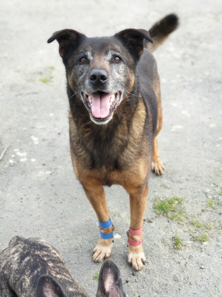 Alfie, a Belgian Malinois and Rottweiler mix tested with EmbarkVet.com