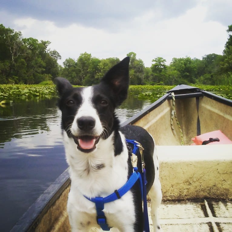 Luca, a Labrador Retriever and Australian Cattle Dog mix tested with EmbarkVet.com