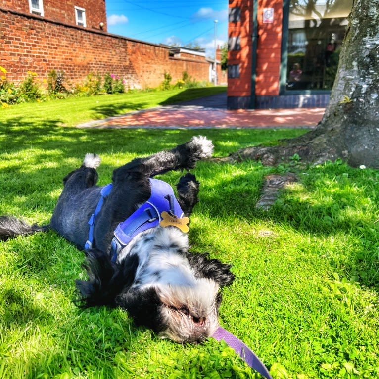 Jambon, an European Village Dog and Havanese mix tested with EmbarkVet.com