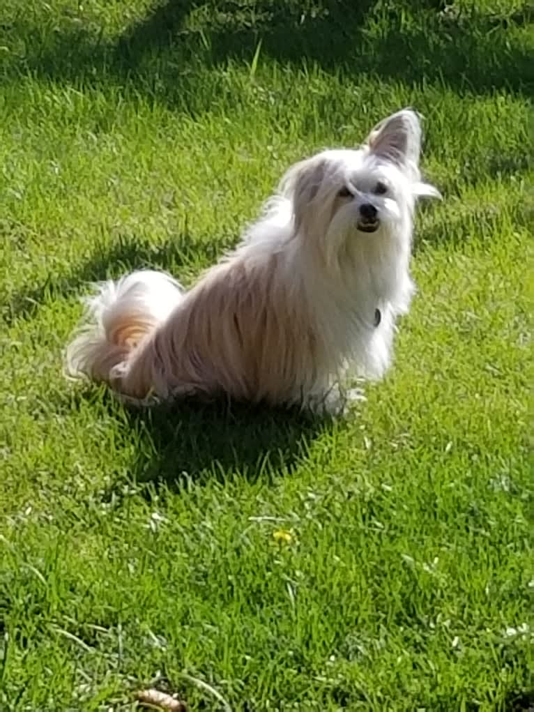 Whiskey, a Middle Eastern Village Dog and Pekingese mix tested with EmbarkVet.com