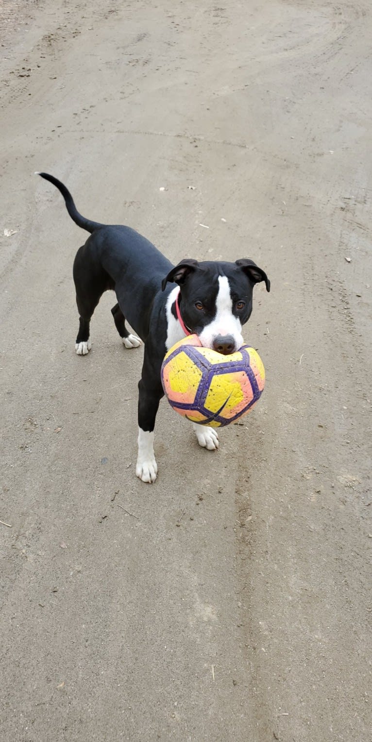 Donut, an American Bully tested with EmbarkVet.com