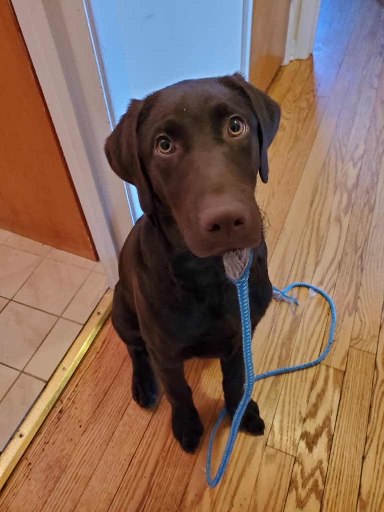 Zephyr, a Labrador Retriever tested with EmbarkVet.com