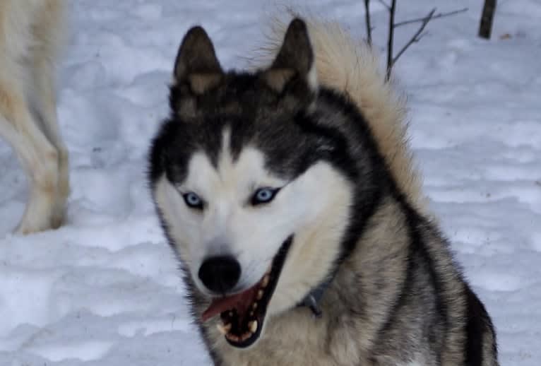 Pamuk av Vargevass, a Siberian Husky tested with EmbarkVet.com