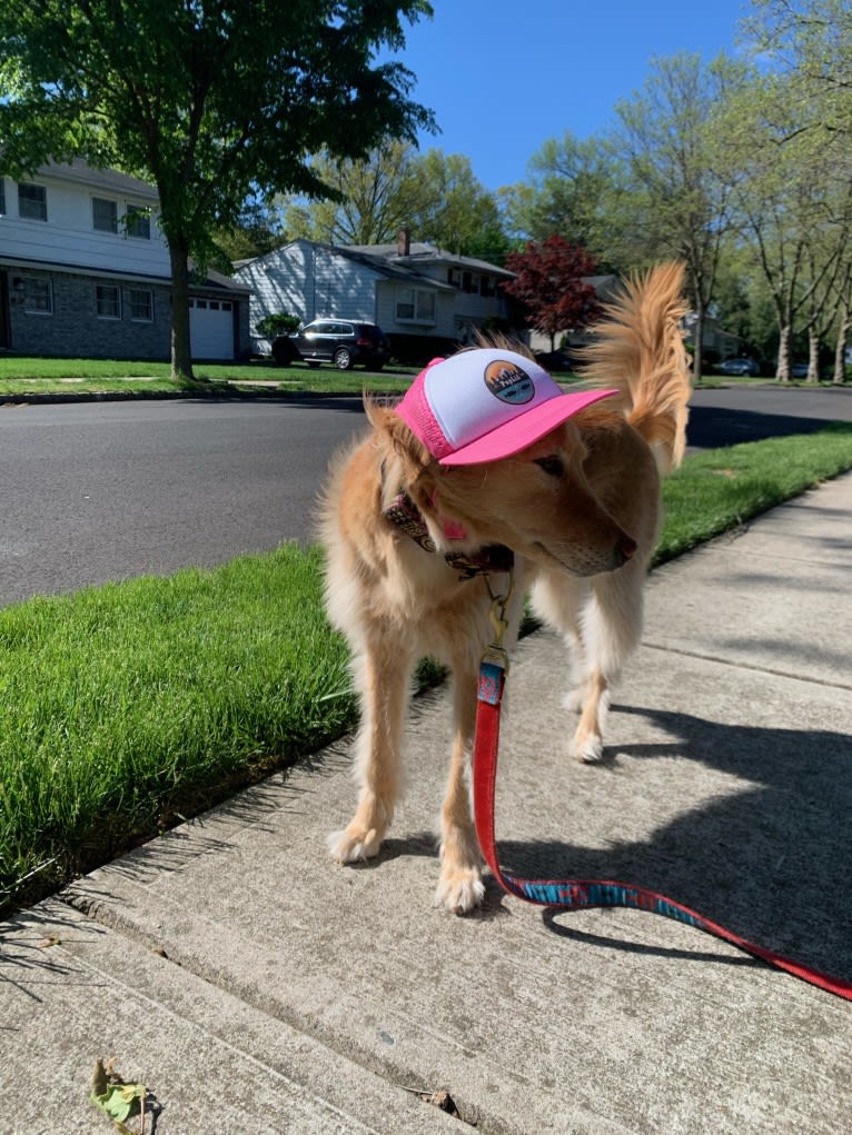 Tate, a Southeast Asian Village Dog tested with EmbarkVet.com