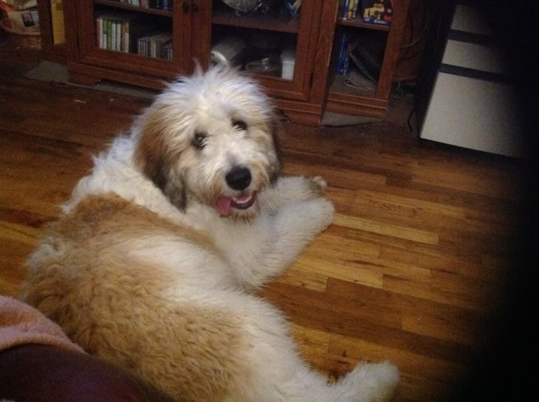 mira, a St. Berdoodle tested with EmbarkVet.com