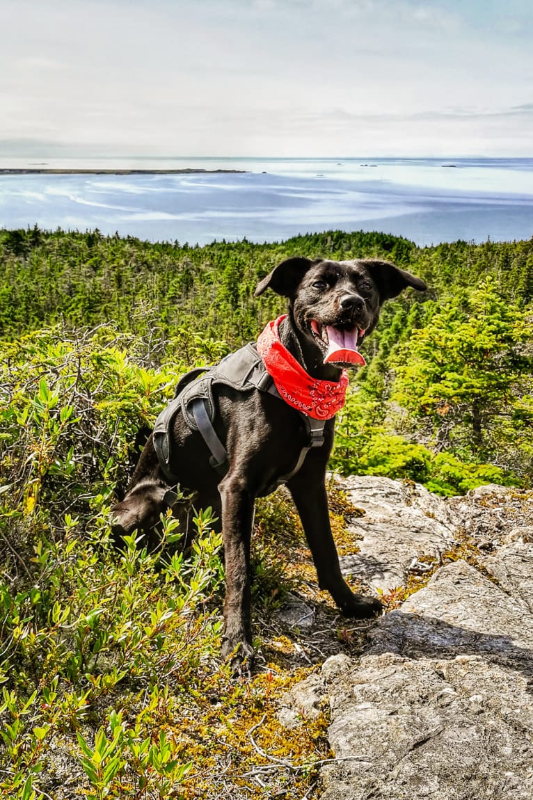 Cinder, a Newfoundland and Labrador Retriever mix tested with EmbarkVet.com