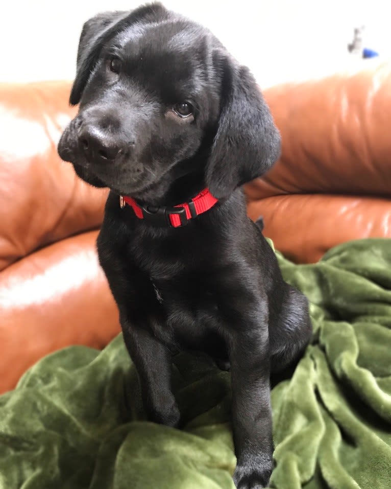 Gus, an English Springer Spaniel and Labrador Retriever mix tested with EmbarkVet.com