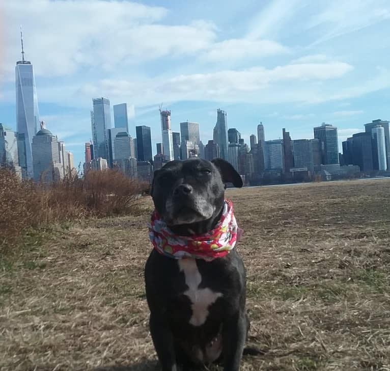 Leela, a Staffordshire Bull Terrier tested with EmbarkVet.com