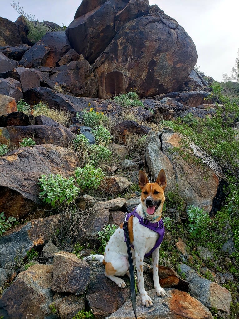 Jax, a German Shepherd Dog and Chihuahua mix tested with EmbarkVet.com