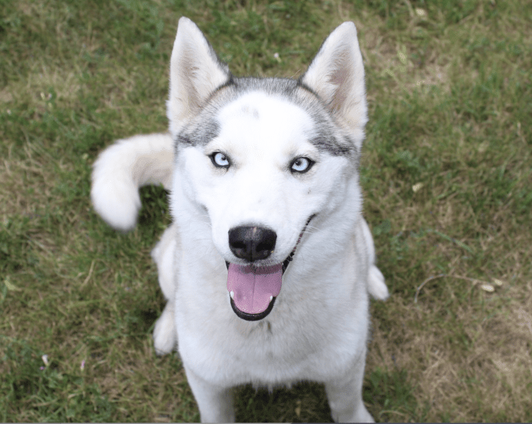 SZ Rolling Acres' River, a Pomsky tested with EmbarkVet.com