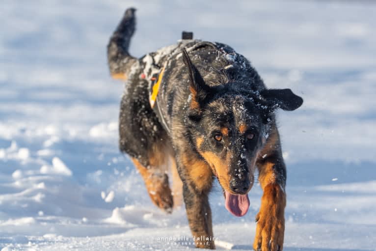 Moon, a Beauceron tested with EmbarkVet.com
