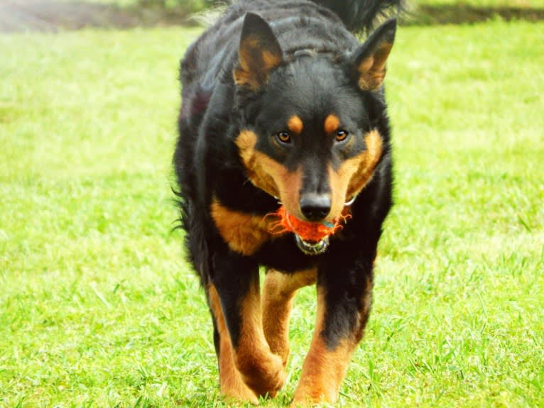 Astharoshe, an Australian Cattle Dog and Chow Chow mix tested with EmbarkVet.com