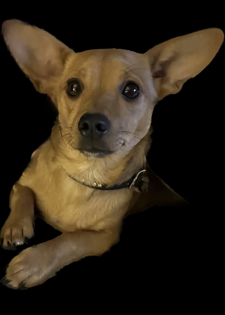 Alexa (Lexi) Isabella, a Chihuahua and Rat Terrier mix tested with EmbarkVet.com