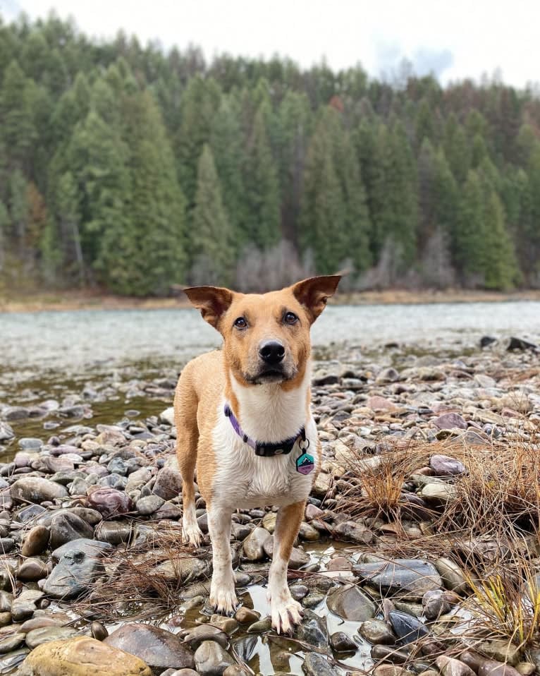 Cheyenne, an Australian Cattle Dog and American Pit Bull Terrier mix tested with EmbarkVet.com