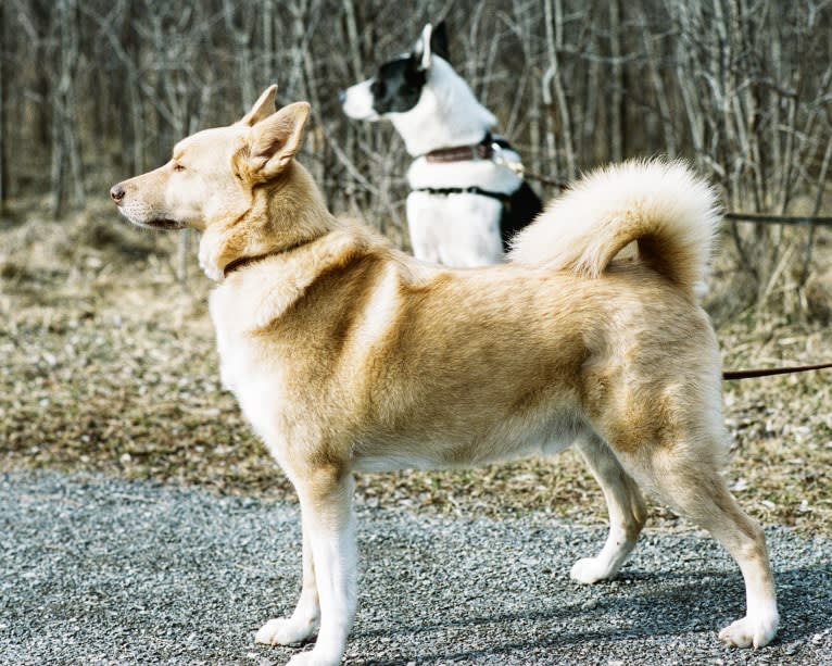 Damon, a Samoyed and German Shepherd Dog mix tested with EmbarkVet.com