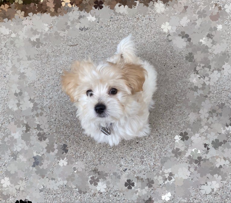 Teddy, a Maltese and Yorkshire Terrier mix tested with EmbarkVet.com