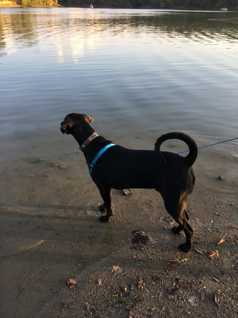 Obie, a Mountain Cur and Treeing Walker Coonhound mix tested with EmbarkVet.com