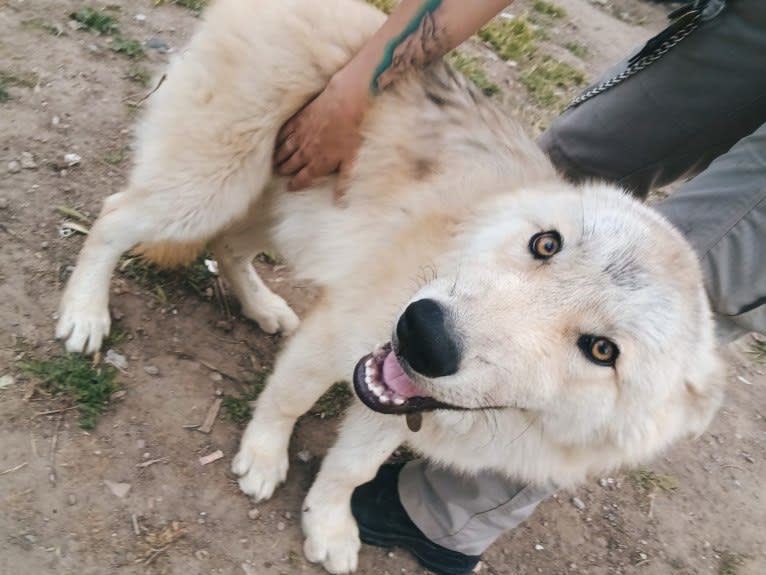 Valefor a dog tested with EmbarkVet.com