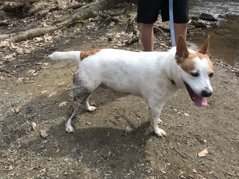 Manny, an Australian Cattle Dog and Mountain Cur mix tested with EmbarkVet.com