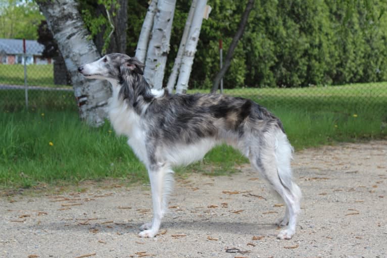 Twig, a Silken Windhound tested with EmbarkVet.com