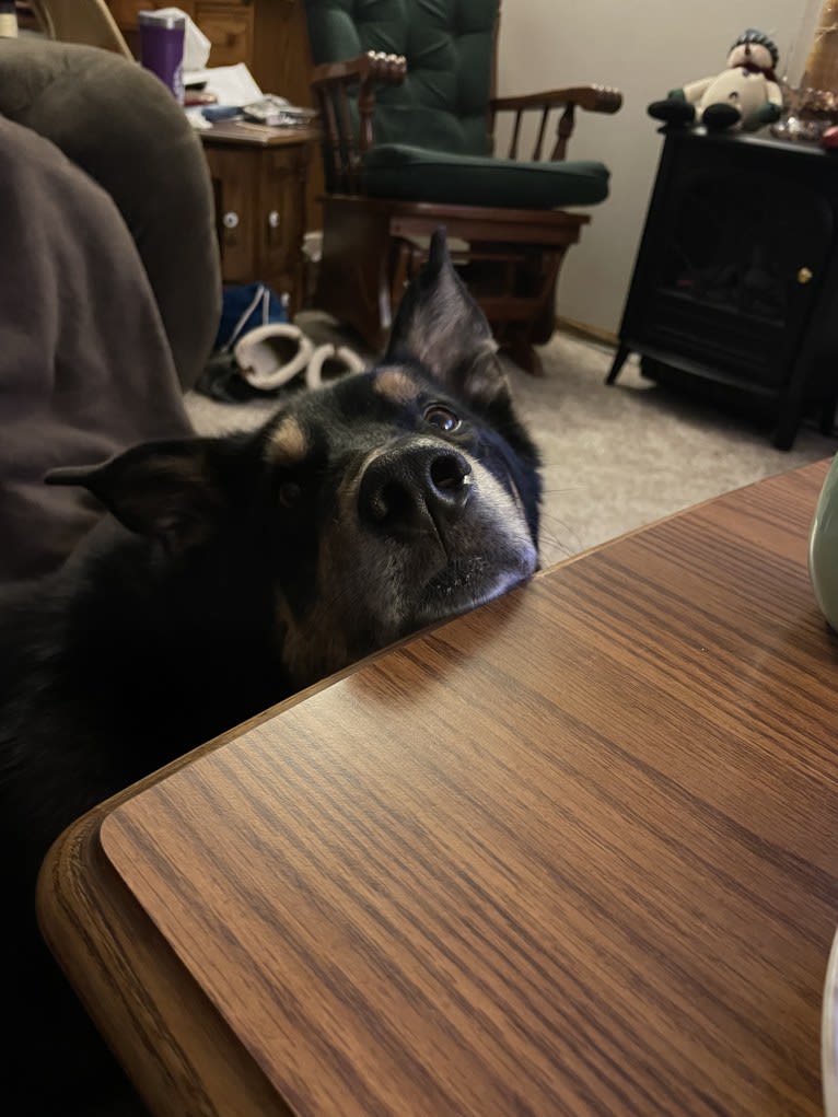 Diesel, a Siberian Husky and Australian Shepherd mix tested with EmbarkVet.com