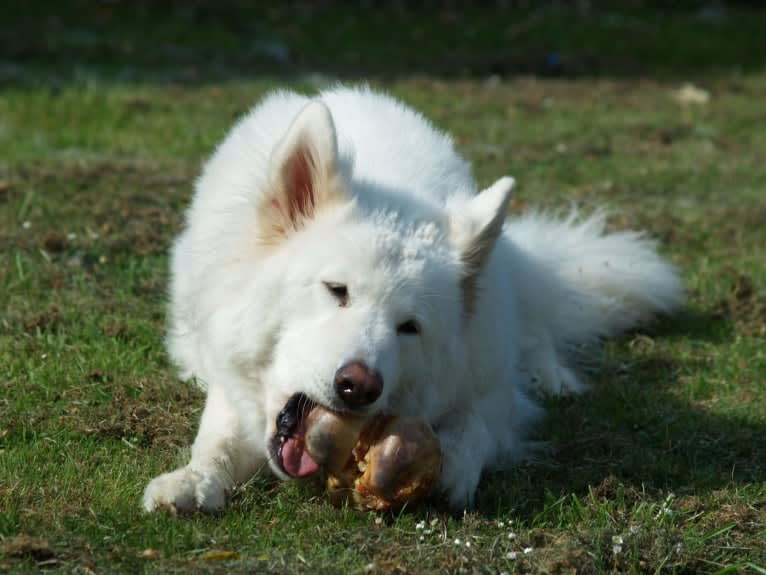 Alaska, a German Shepherd Dog and Akita mix tested with EmbarkVet.com