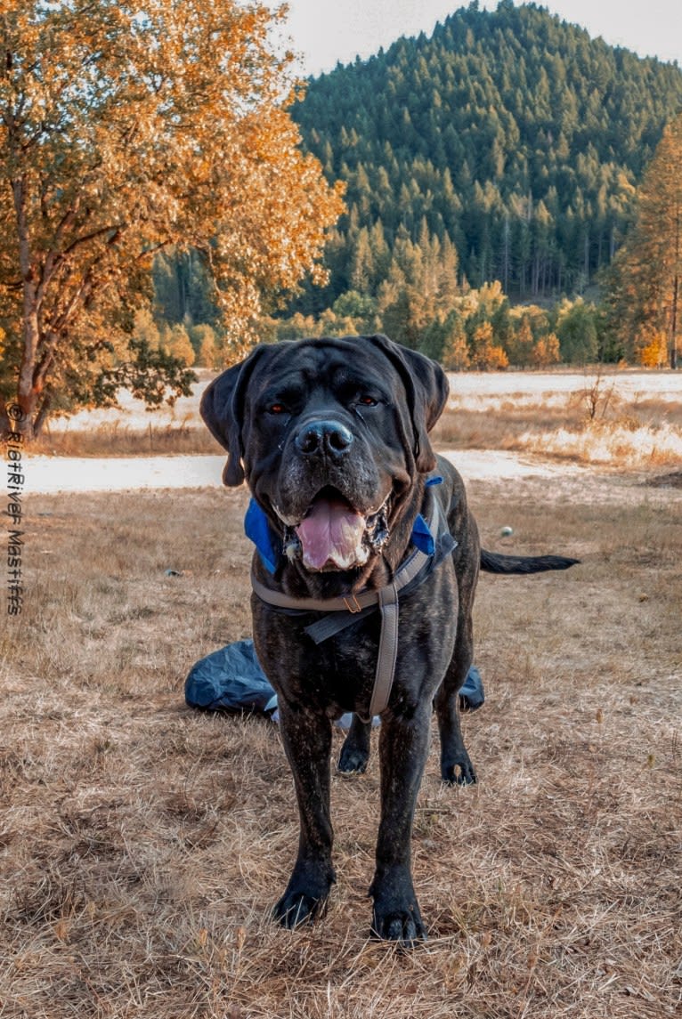 Trigger, a Mastiff and Cane Corso mix tested with EmbarkVet.com