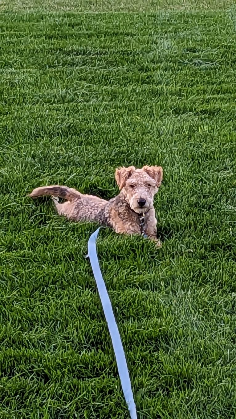 Peanut, a Welsh Terrier tested with EmbarkVet.com