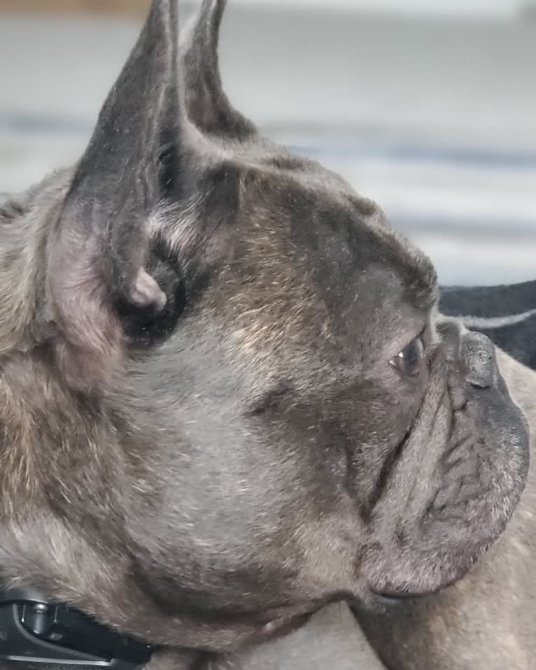 Diesel D, a French Bulldog tested with EmbarkVet.com