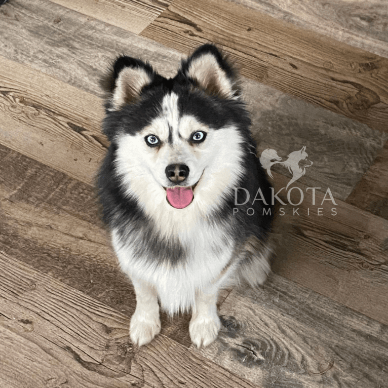 Force, a Pomeranian and Siberian Husky mix tested with EmbarkVet.com