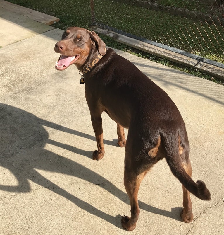 Minerva, a Doberman Pinscher and Golden Retriever mix tested with EmbarkVet.com