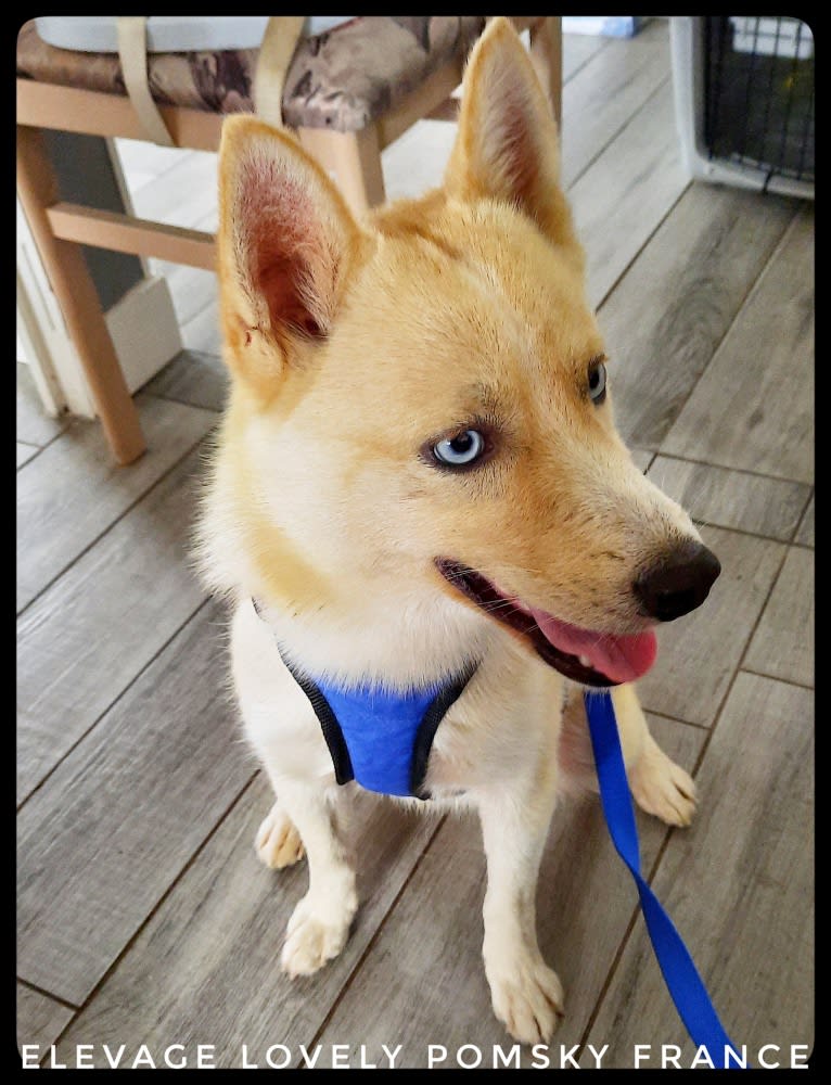 Ryuk, a Pomsky tested with EmbarkVet.com