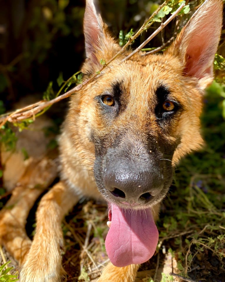 Stone, a German Shepherd Dog tested with EmbarkVet.com