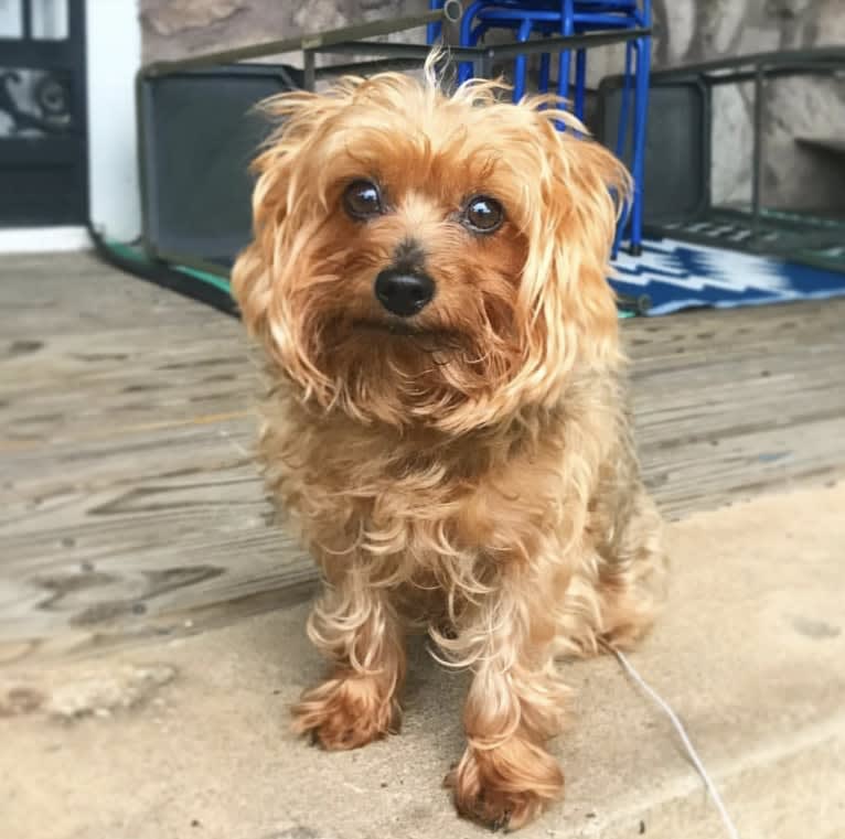 Ross, a Yorkshire Terrier tested with EmbarkVet.com