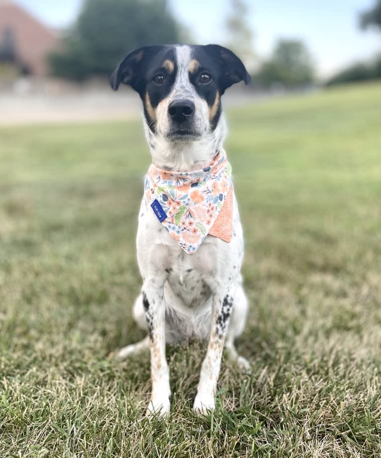 Photo of Izzy, a Great Pyrenees, English Springer Spaniel, Labrador Retriever, and American Pit Bull Terrier mix in Oklahoma, USA