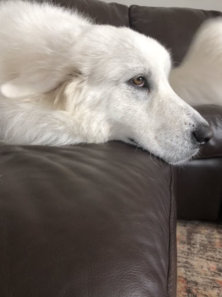 Looney “Chik’in Mini Bandit” Bear, a Great Pyrenees tested with EmbarkVet.com