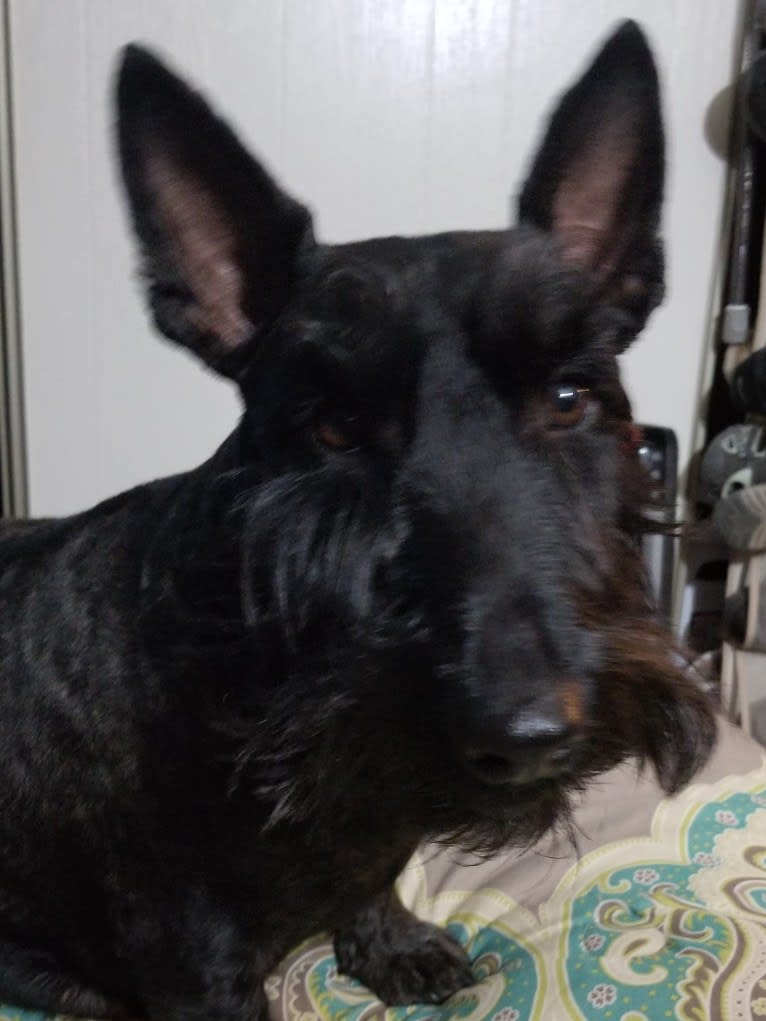 Sadie, a Scottish Terrier tested with EmbarkVet.com